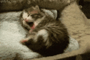 kitten yawn