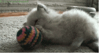 Kitten plays with ball gif